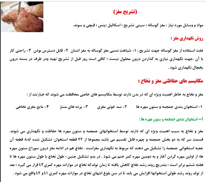 جزوه زیست و آزمایشگاه 2 بخش تشریح مغز